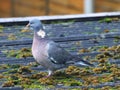Wood Pigeon on a moss covered roof Royalty Free Stock Photo