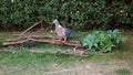 Wood Pigeon next to a small garden pond