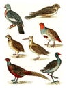 Wood pigeon, Nighthawk, Partridge, Quail, Snipe, Pheasant, Moorhen, vintage engraving