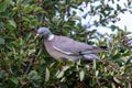 A wood pigeon perched on an aronia berry bush in Latvia