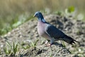Wood-pigeon perched at the ground in the Flevopolder