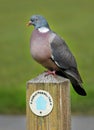 Wood Pigeon perched on a signpost