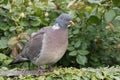 Wood pigeon perching on a garden fence