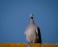 Wood pigeon perching on a roof on a sunny day