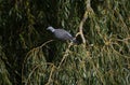 Wood Pigeon perching in a Weeping Willow tree on a river bank Royalty Free Stock Photo