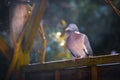 Wood pigeon perching on a fence in the garden