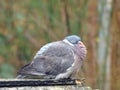 Wood Pigeon plumage fluffed up against the cold