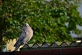 A wood pigeon posing for a photograph on the roof of a shed Royalty Free Stock Photo