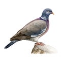 Wood pigeon realistic watercolor illustration. Hand drawn Columba palumbus bird. European forest avian. Wood pigeon