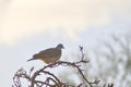 A wood pigeon in a high tree