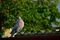 A wood pigeon on a roof Royalty Free Stock Photo