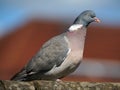 Wood Pigeon on a roof ridge Royalty Free Stock Photo