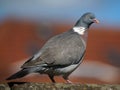Wood Pigeon on a roof ridge Royalty Free Stock Photo
