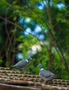 Wood pigeon on roof Royalty Free Stock Photo