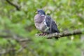 A wood pigeon sits on a birch branch, well covered by the foliage of the tree