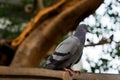 A wood pigeon sits in the branches