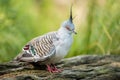 Wood pigeon sitting on a fallen tree