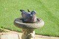 Wood pigeon sitting in stone bird bath Royalty Free Stock Photo