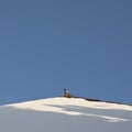 Pigeon on a snow covered roof in winter