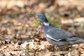 Wood pigeon with thin twig in beak Royalty Free Stock Photo