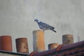 Wood Pigeon on top of roof chimneys in Paris Royalty Free Stock Photo