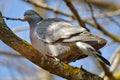 Wood pigeon on the tree Royalty Free Stock Photo