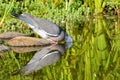 Wood Pigeon, Turtledove Drinking, Reflection On The Water
