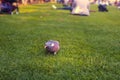 Wood pigeons feeding on park