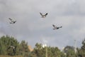 Wood pigeons in flight Royalty Free Stock Photo