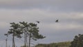 Wood pigeons in flight Royalty Free Stock Photo