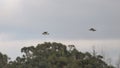 Wood pigeons in flight Royalty Free Stock Photo