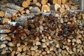 Wood Pile Royalty Free Stock Photo