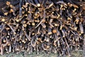 Mesquite wood pile located in Cochise County, Saint David, Arizona Royalty Free Stock Photo