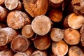 Wood, pile of firewood, forest Royalty Free Stock Photo