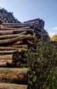 Wood pile logs in the forest Royalty Free Stock Photo