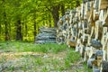 Wood pile near green forest