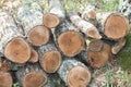 Wood pile