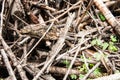 Wood Pile of small branches