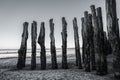 Wood piles at low tide on the beach of Saint Malo France