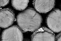 Wood piles trees, sawn wood, stacked tree trunks, lumber, firewood