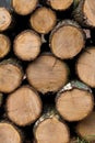 Wood piles trees, sawn wood, stacked tree trunks, lumber, firewood Royalty Free Stock Photo