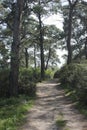 Wood pine path in a forgotten forest