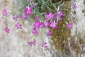 Wood Pink Dianthus sylvestris, flowering plant growing on a wall Royalty Free Stock Photo