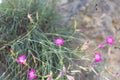 Wood Pink Dianthus sylvestris, flowering plant on a stome wall Royalty Free Stock Photo