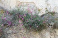 Wood Pink Dianthus sylvestris, growing between rocks