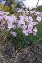 Wood pink Dianthus sylvestris light pink flowering plant