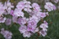 Wood pink Dianthus sylvestris light pink inflorescence