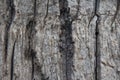 Wood plank brown texture background