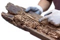 Wood plank destroyed by termites Royalty Free Stock Photo