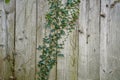 Wood plank and ivy plant wall background Royalty Free Stock Photo